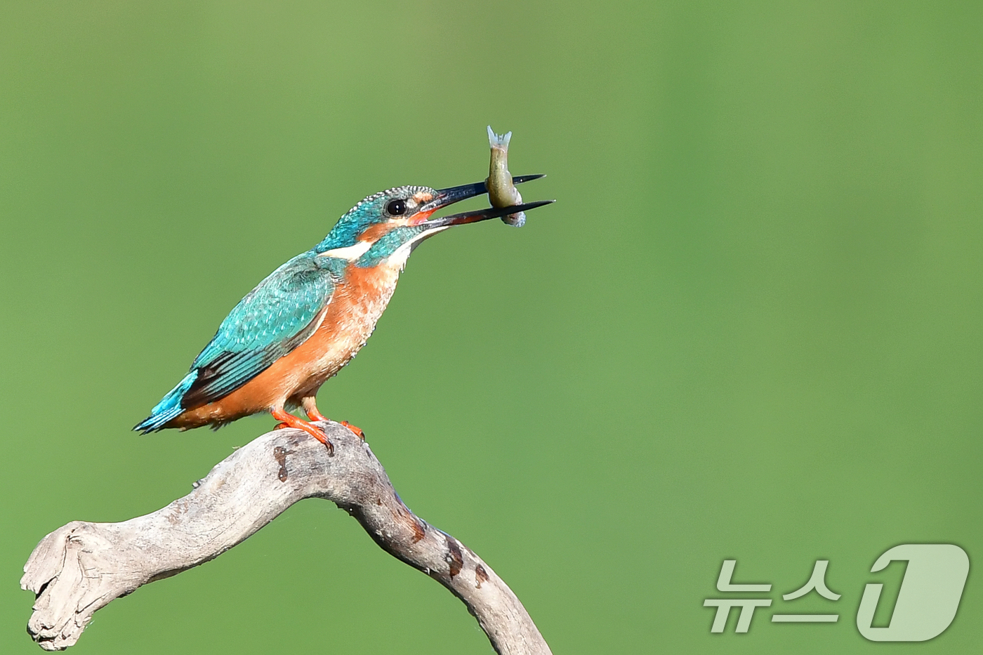 (포항=뉴스1) 최창호 기자 = 15일 경북 포항시 북구 흥해읍 냇가에서 물총새 한마리가 먹잇감 사냥에 한창이다. 2025.8.15/뉴스1