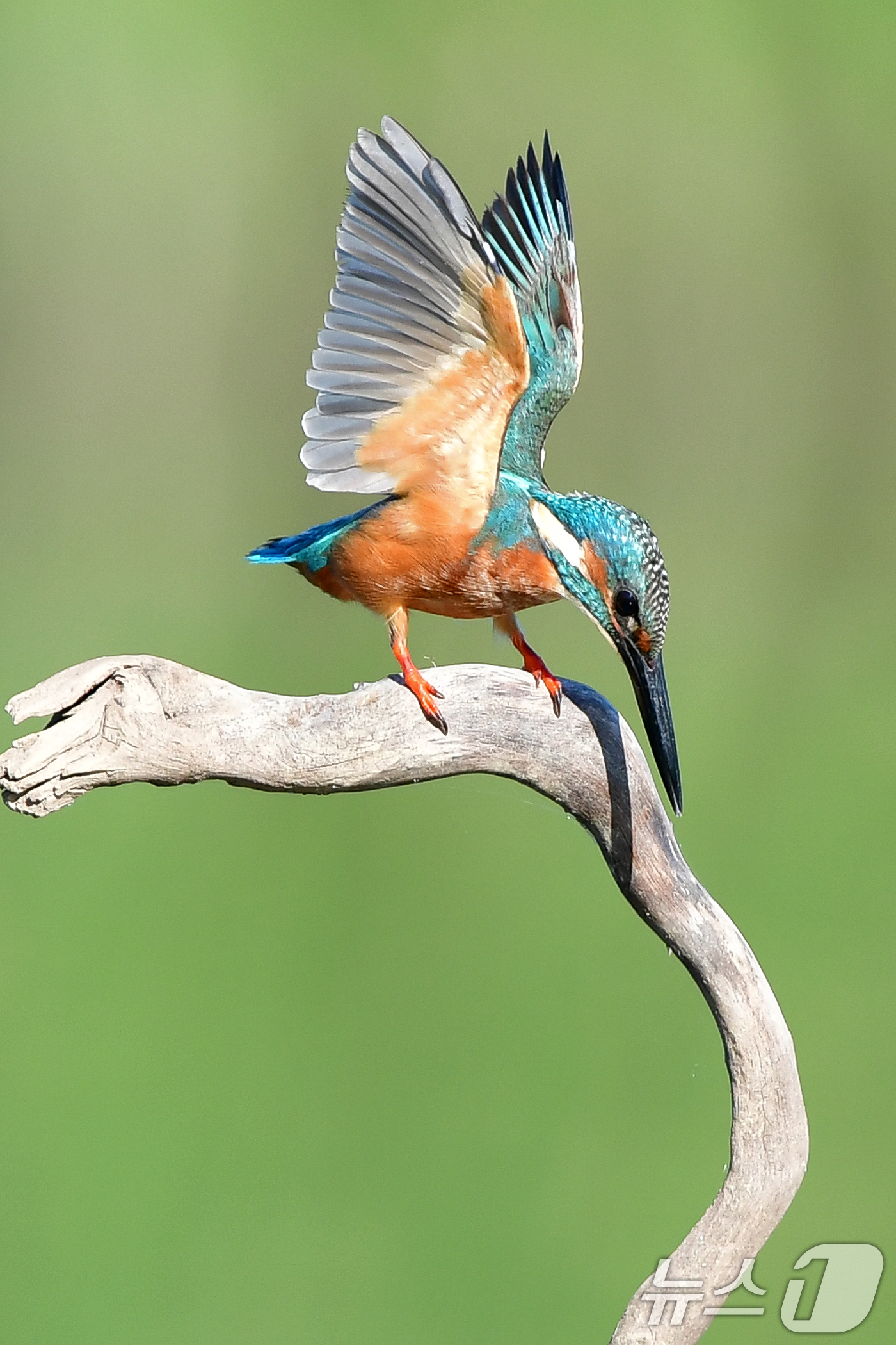 (포항=뉴스1) 최창호 기자 = 15일 경북 포항시 북구 흥해읍 냇가에서 물총새 한마리가 먹잇감 사냥을 준비하고 있다. 2025.8.15/뉴스1