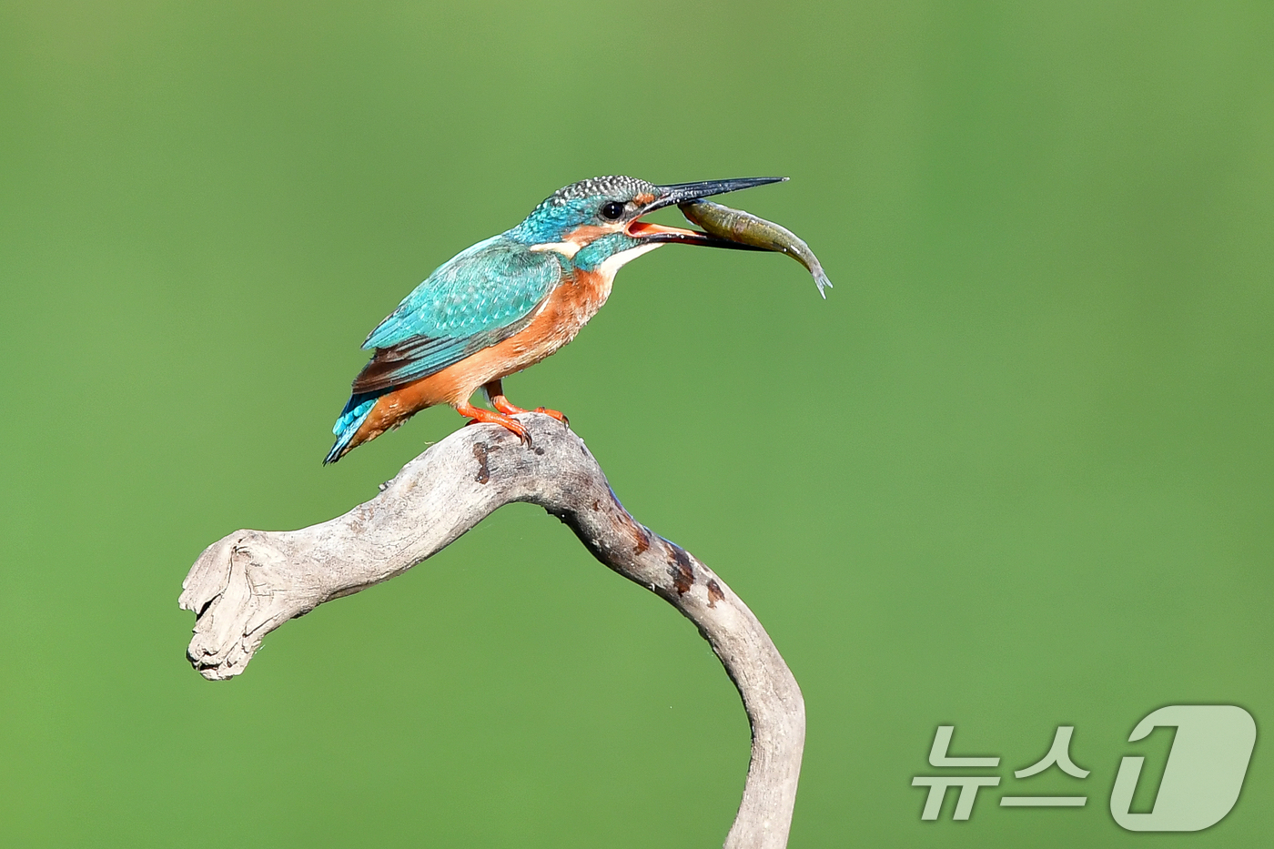 (포항=뉴스1) 최창호 기자 = 15일 경북 포항시 북구 흥해읍 냇가에서 물총새 한마리가 먹잇감 사냥에 한창이다. 2025.8.15/뉴스1