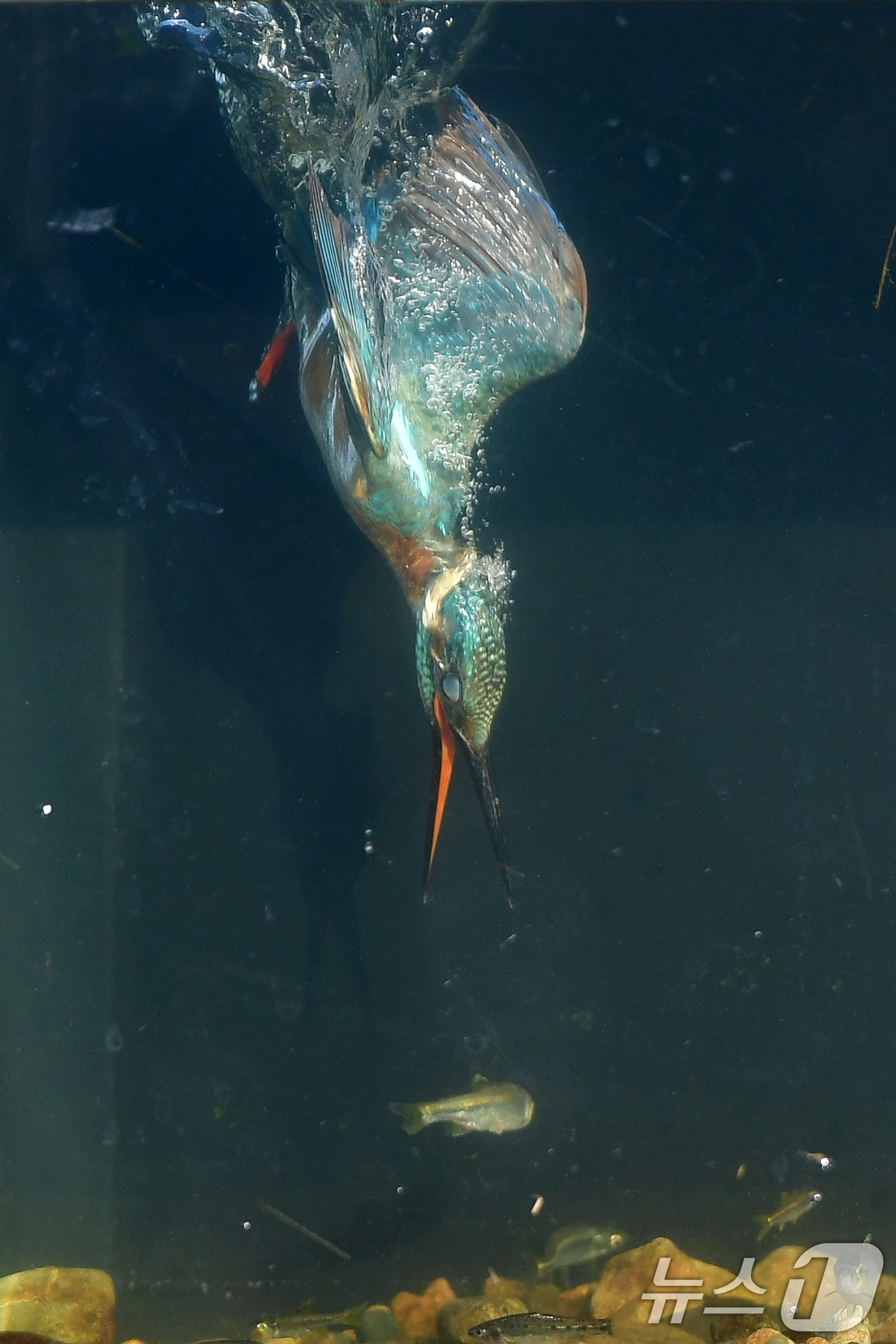 (포항=뉴스1) 최창호 기자 = 15일 경북 포항시 북구 흥해읍 냇가에서 물총새 한마리가 먹잇감 사냥에 한창이다. 2025.8.15/뉴스1