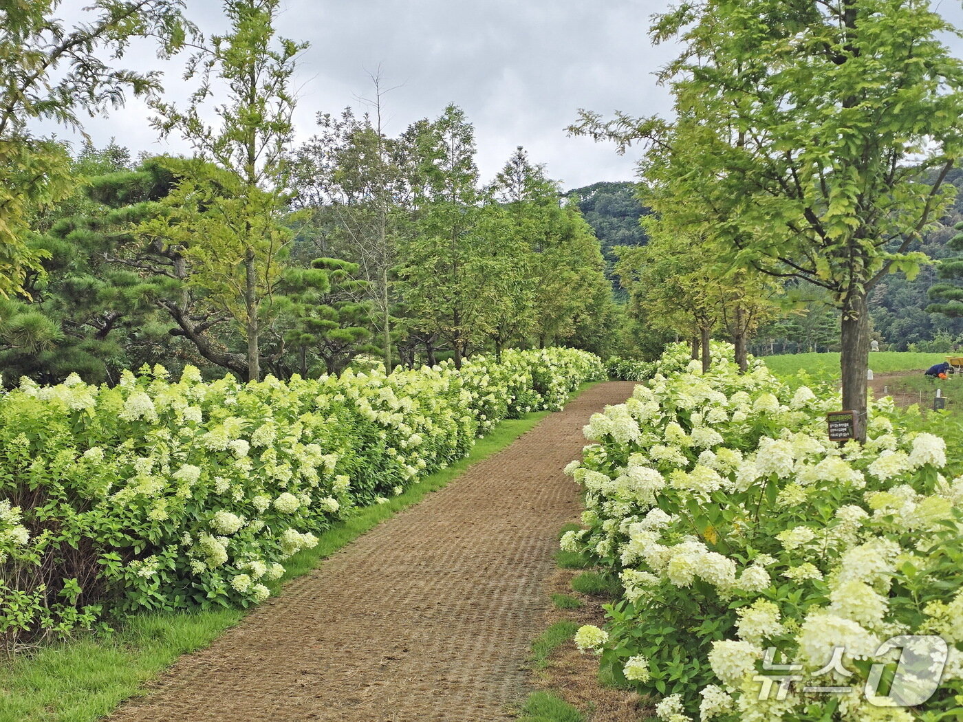 본문 이미지 - 오는 19일 재개장하는 전북 임실군 옥정호 붕어섬에 수국이 활짝 폈다.&#40;임실군제공. 재판매 및 DB금지&#41;2025.8.17/뉴스1