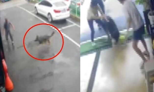 목줄 풀린 채 달려와 치와와 물어뜯은 셰퍼드…변상 약속한 견주는 잠적