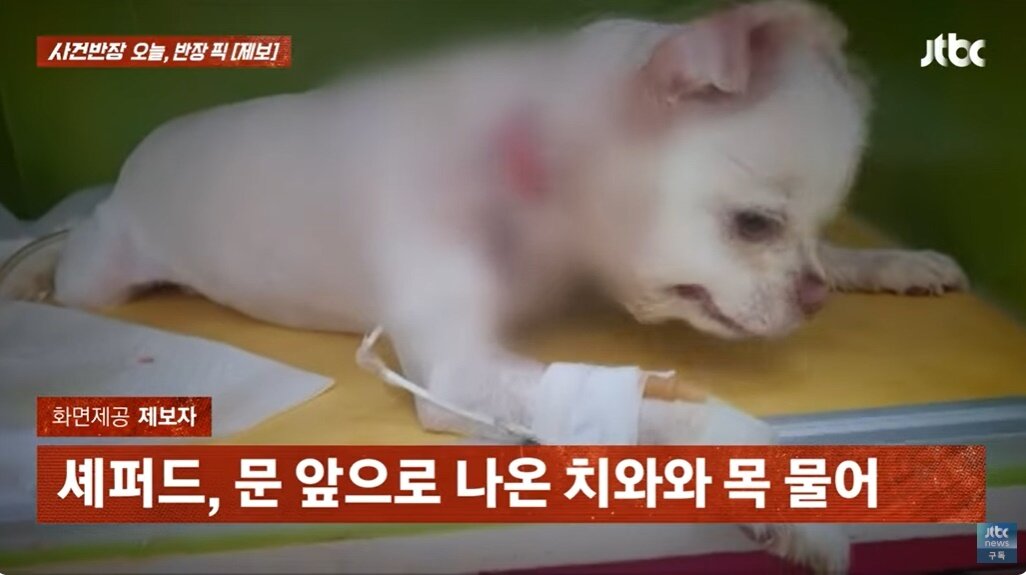 본문 이미지 - (JTBC '사건반장' 갈무리)