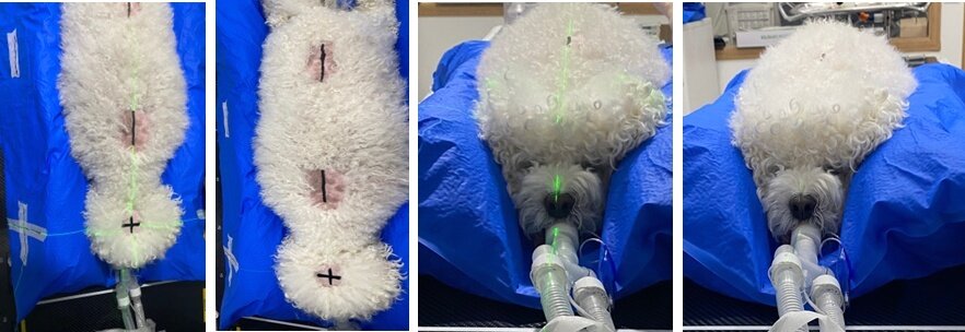 본문 이미지 - 방사선 치료를 받는 모습(로얄동물메디컬센터 제공) ⓒ 뉴스1