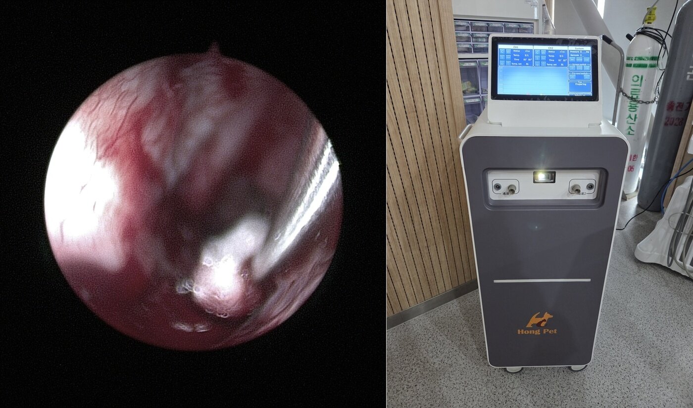 본문 이미지 - 비강내시경으로 냉동절제술을 하는 모습(왼쪽)과 냉동절제술 치료기기 Cryosurgical Ablation Awiscryo CK-1 (로얄동물메디컬센터 제공) ⓒ 뉴스1