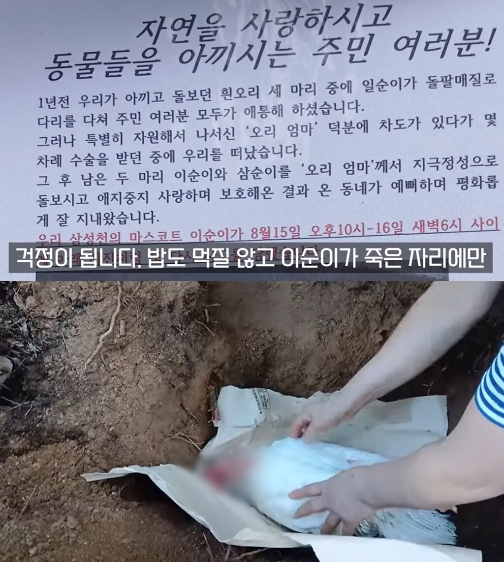 본문 이미지 - (유튜브 채널 '오리 엄마' 갈무리)