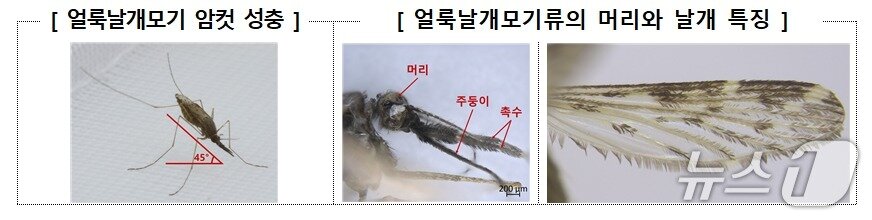 본문 이미지 - &#40;질병청 제공&#41;