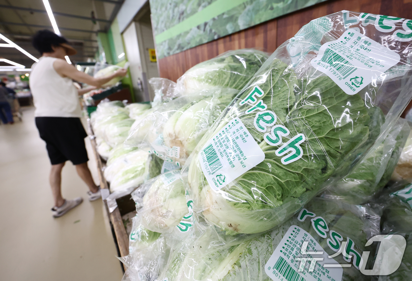 (서울=뉴스1) 김민지 기자 = 폭염과 폭우에 배추 가격이 한 달 새 1.5배로 뛰어 한 포기 평균 소매가격이 7000원을 넘었다.19일 한국농수산식품유통공사 집계에 따르면 전날 …