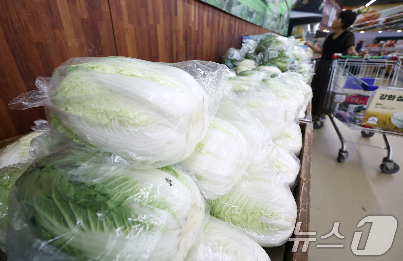 (서울=뉴스1) 김민지 기자 = 폭염과 폭우에 배추 가격이 한 달 새 1.5배로 뛰어 한 포기 평균 소매가격이 7000원을 넘었다.19일 한국농수산식품유통공사 집계에 따르면 전날 …