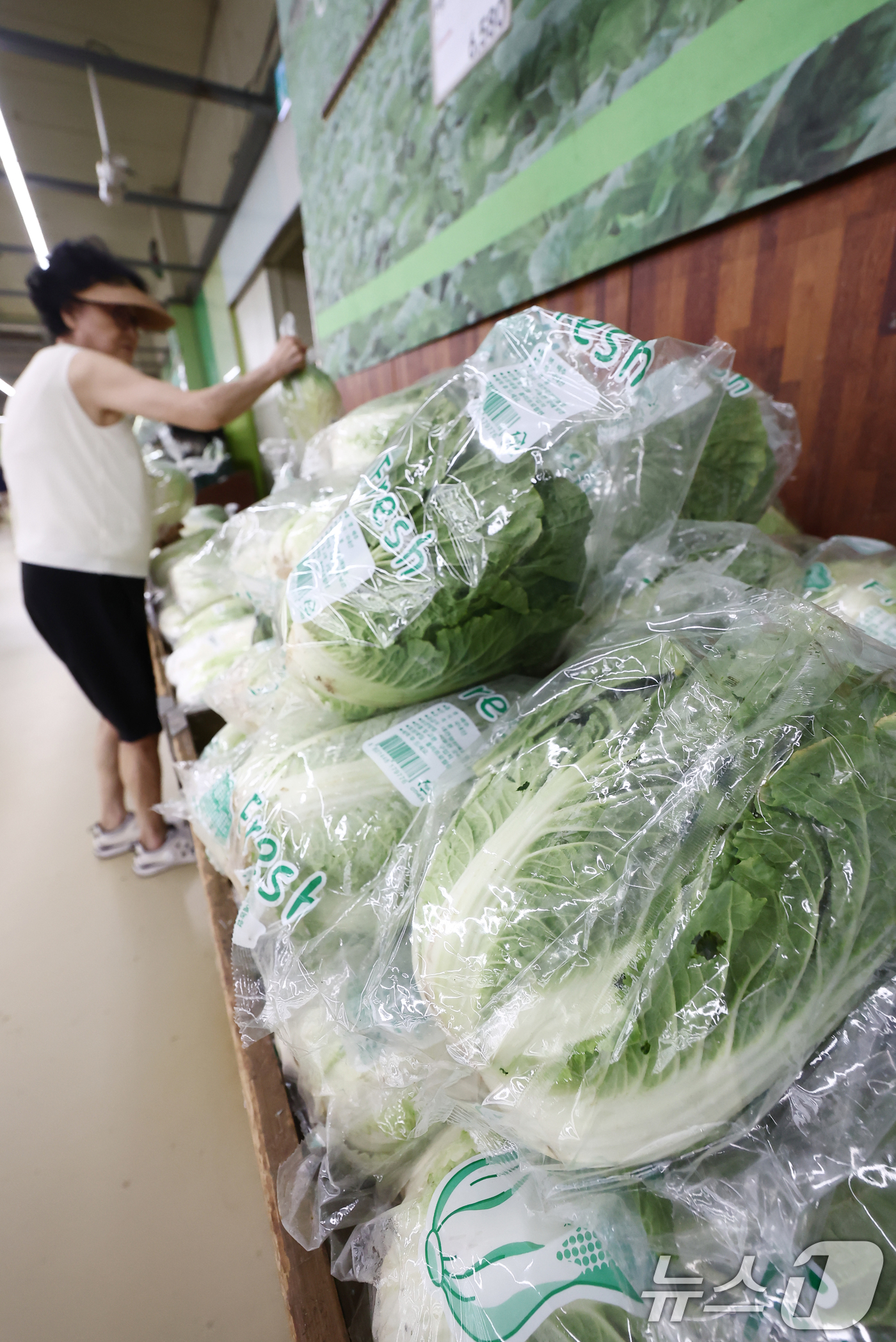 (서울=뉴스1) 김민지 기자 = 폭염과 폭우에 배추 가격이 한 달 새 1.5배로 뛰어 한 포기 평균 소매가격이 7000원을 넘었다.19일 한국농수산식품유통공사 집계에 따르면 전날 …