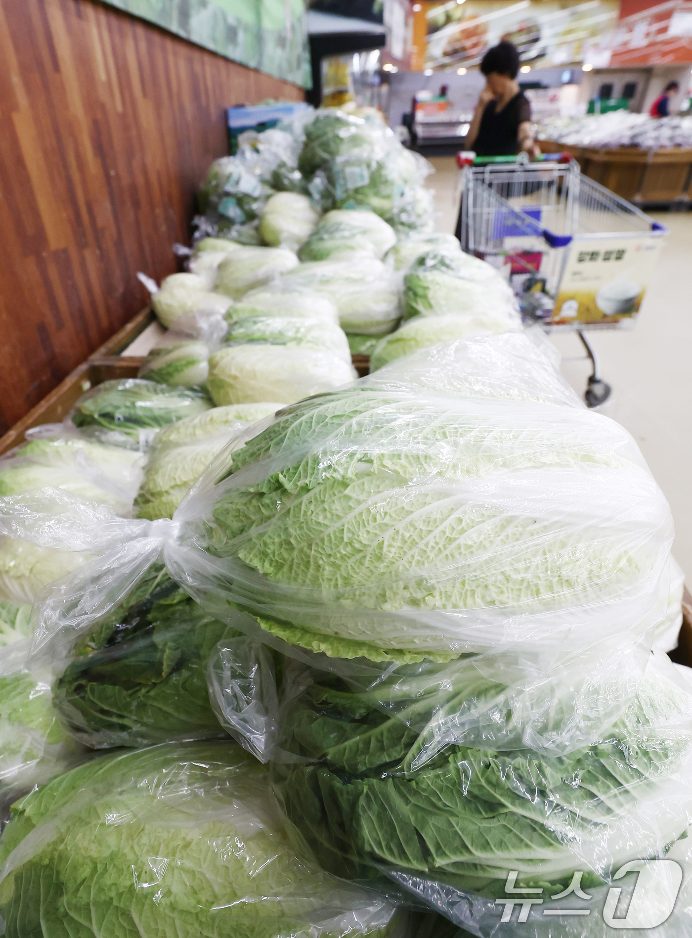 (서울=뉴스1) 김민지 기자 = 폭염과 폭우에 배추 가격이 한 달 새 1.5배로 뛰어 한 포기 평균 소매가격이 7000원을 넘었다.19일 한국농수산식품유통공사 집계에 따르면 전날 …