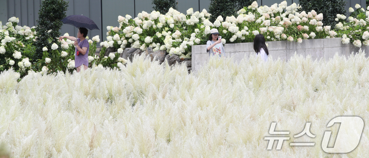 (제주=뉴스1) 오현지 기자 = 19일 오전 제주시 구좌읍 송당리 동화마을에 유럽수국과 함께 가을의 전령사 팜파스그라스가 활짝 펴 계절의 변화를 알리고 있다. 2025.8.19/뉴 …