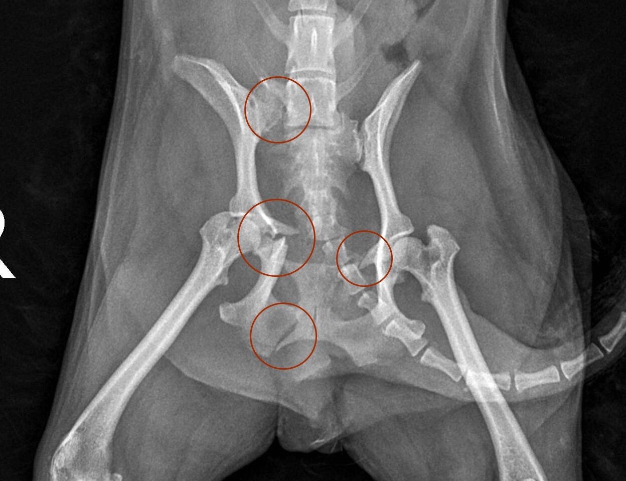 본문 이미지 - 교통사고로 척추 천추가 골절된 반려견의 방사선 사진(예은동물의료센터 제공) ⓒ 뉴스1