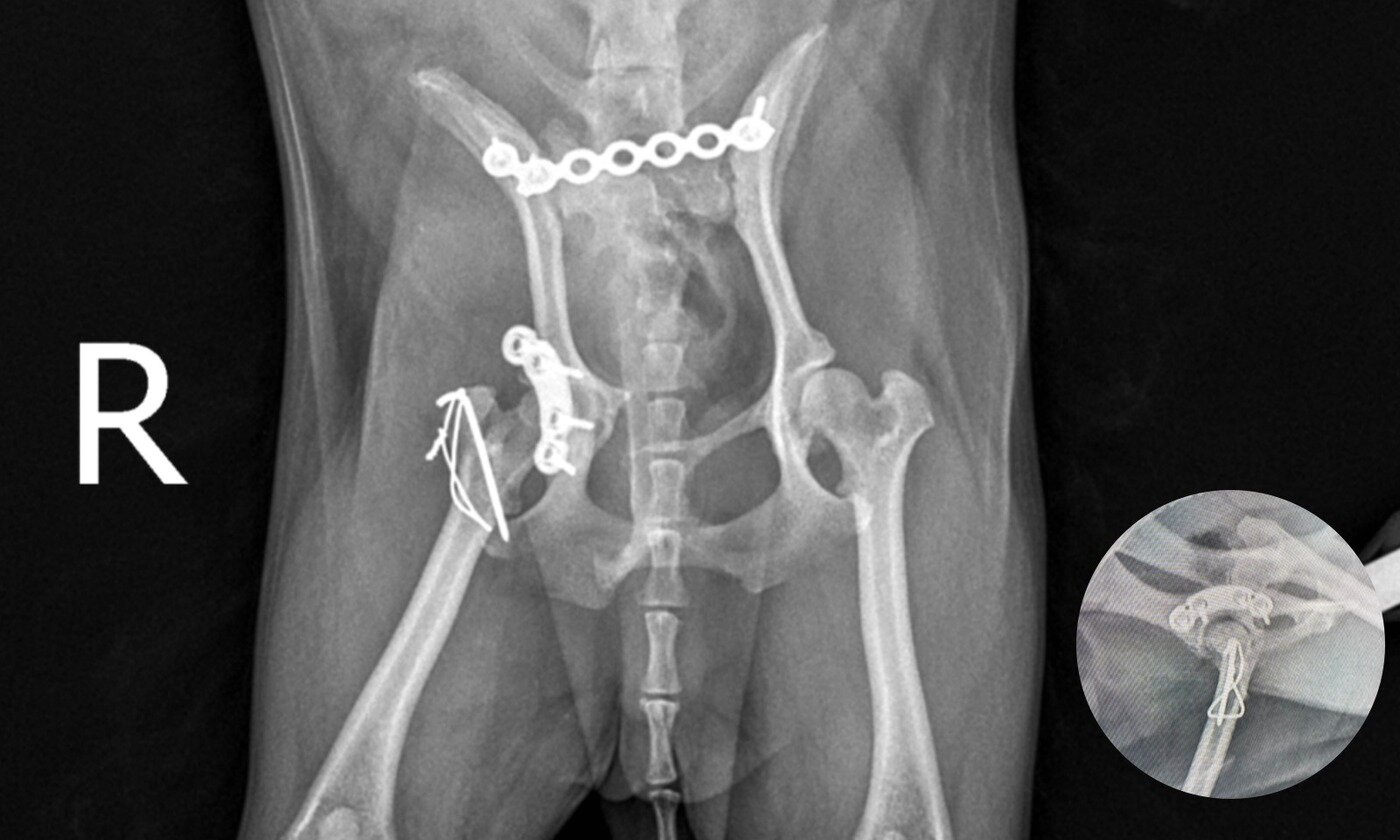 본문 이미지 - 골반 골절 수술 후 방사선 사진(예은동물의료센터 제공) ⓒ 뉴스1