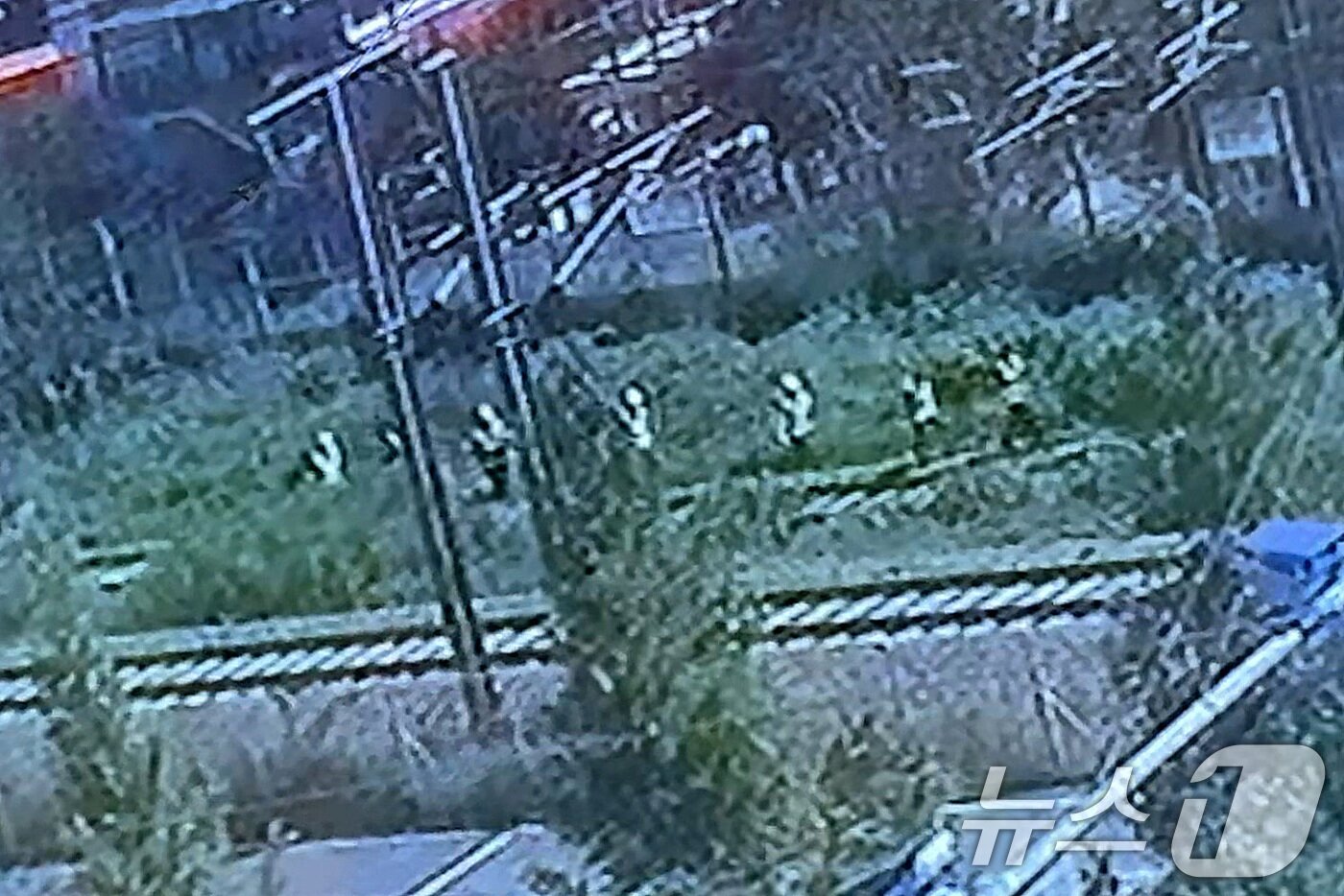 본문 이미지 - 19일 오전 10시52분쯤 경북 청도군 화양읍 삼신리 경부선 철로에서 무궁화호 열차가 작업자 7명을 치어 2명이 숨지고 5명은 중경상을 입었다. 사고 직전 구조물 안전진단 연구원 6명과 코레일 직원 1명이 작업 현장으로 이동하는 모습. &#40;독자 제공 영상 캡처. 재판매 및 DB금지&#41; 2025.8.19/뉴스1 ⓒ News1 공정식 기자