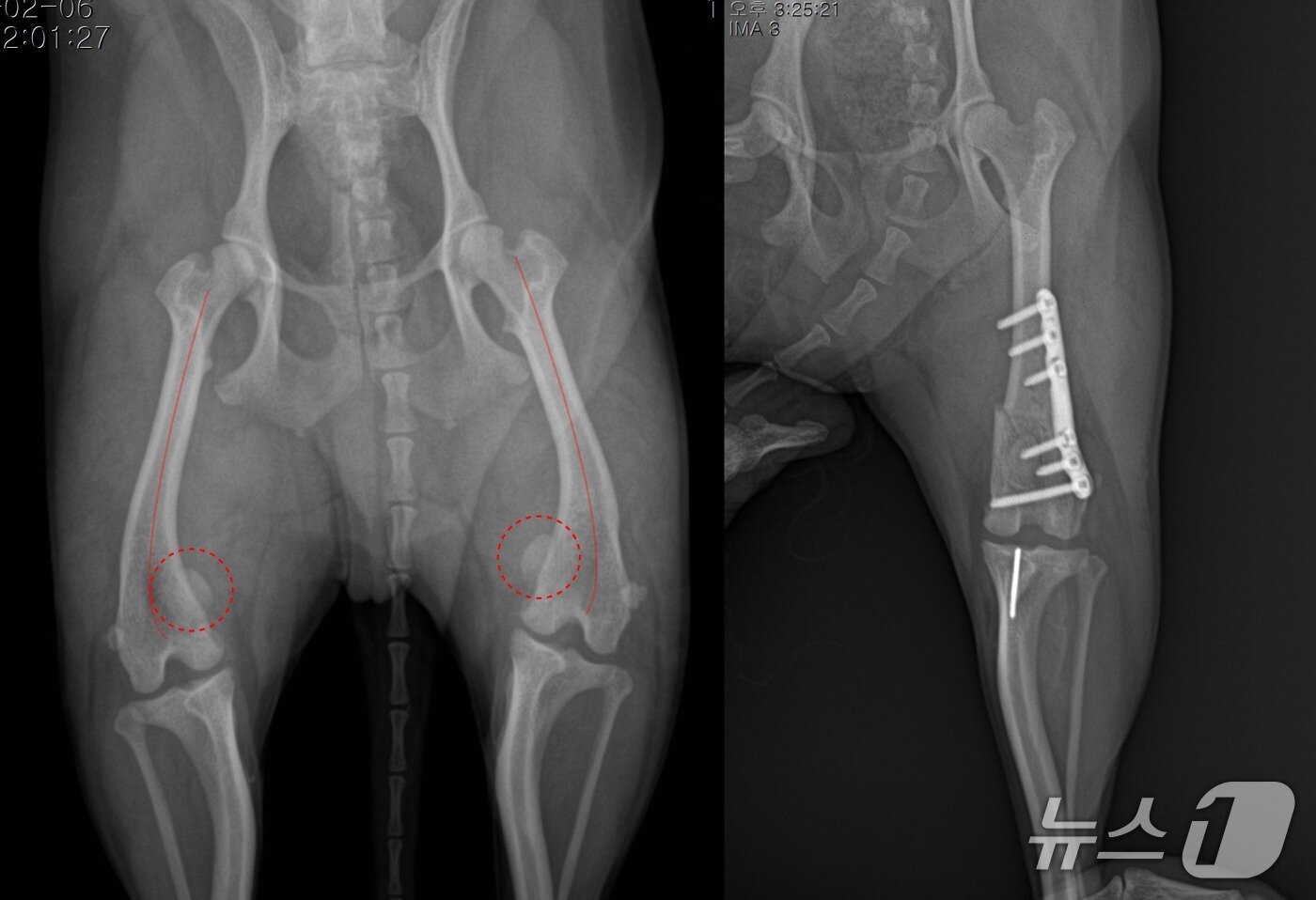 본문 이미지 - 의료용 플레이트를 활용한 슬개골 수술 전(왼쪽)과 후(돌봄동물의료센터 제공) ⓒ 뉴스1