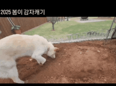 본문 이미지 - 감자 캐기가 주특기인 봄이&#40;인스타그램 baegkyuhyeon&#41; ⓒ 뉴스1