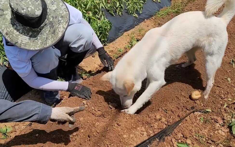 본문 이미지 - 감자 캐는 백구 &#39;봄이&#39; &#40;인스타그램 baegkyuhyeon&#41; ⓒ 뉴스1