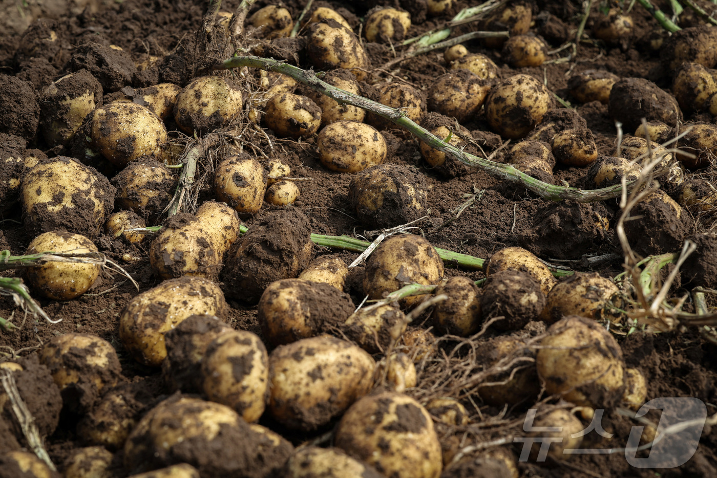 (로이터=뉴스1) 윤다정 기자 = 2024년 9월 24일(현지시간) 중국 내몽골 자치구 시린골맹에 위치한 허베이주엔농업개발회사 소속 농장에서 수확기가 캐낸 감자 덩이줄기들이 땅 위 …