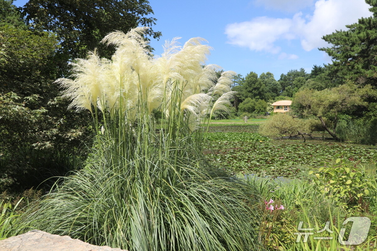 본문 이미지 - 천리포수목원에 만개한 팜파스그라스 모습(천리포수목원 제공. 재판매 및 DB금지)2025.8.20/뉴스1