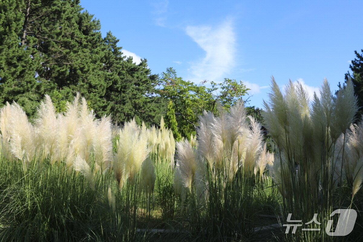 본문 이미지 - 가을을 알리는 만개한 팜파스그라스가 숲을 이루고 있다.(천리포수목원 제공. 재판매 및 DB금지)2025.8.20/뉴스1