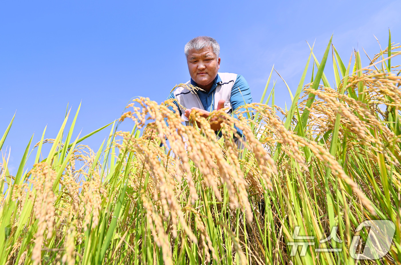 (서울=뉴스1) = 20일 경남 함양군 지곡면 덕암마을 들판에서 박철우씨가 폭염에도 잘 익어가는 벼를 돌보고 있다. (함양군 제공. 재판매 및 DB 금지) 2025.8.20/뉴스1 …