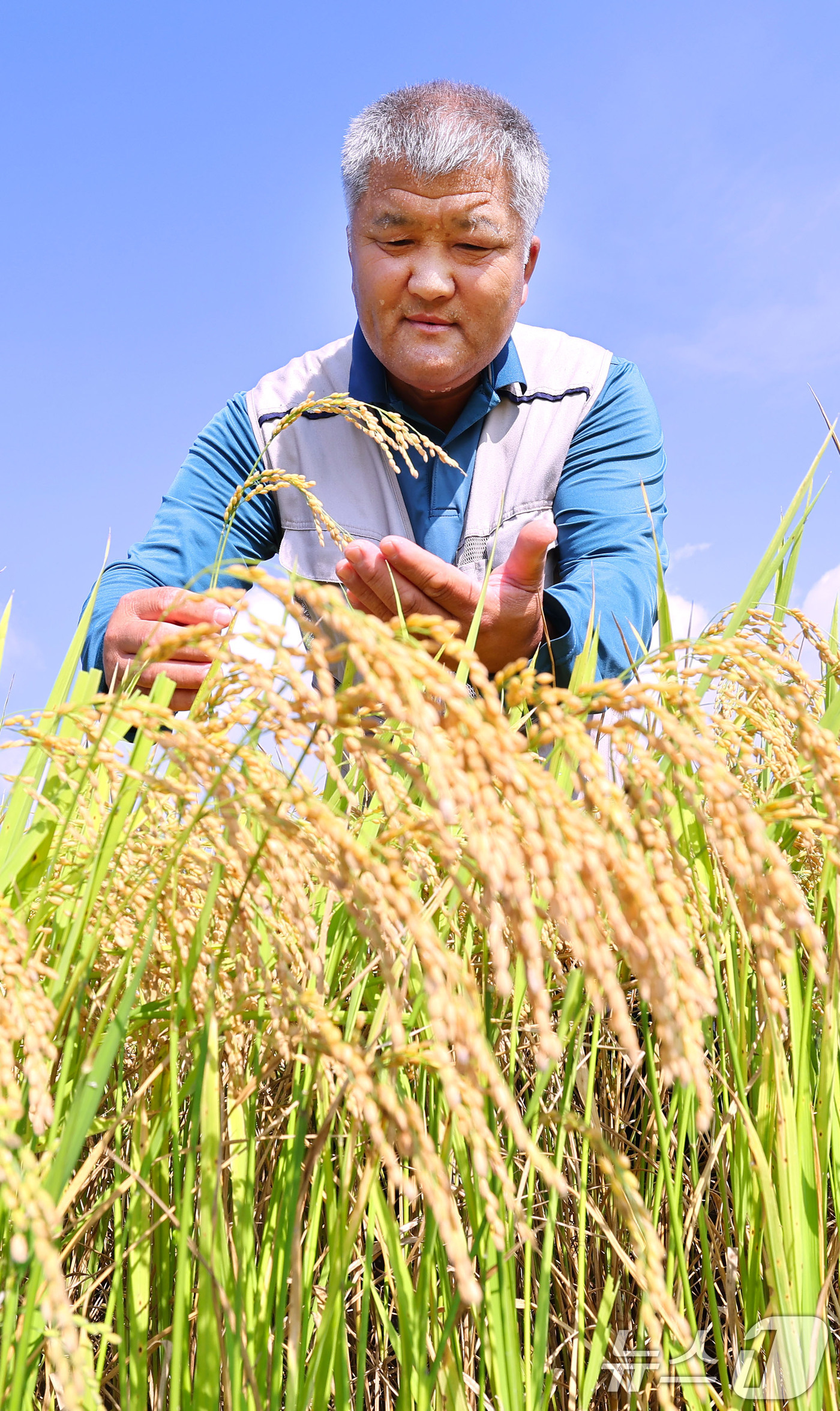 (서울=뉴스1) = 20일 경남 함양군 지곡면 덕암마을 들판에서 박철우씨가 폭염에도 잘 익어가는 벼를 돌보고 있다. (함양군 제공. 재판매 및 DB 금지) 2025.8.20/뉴스1 …