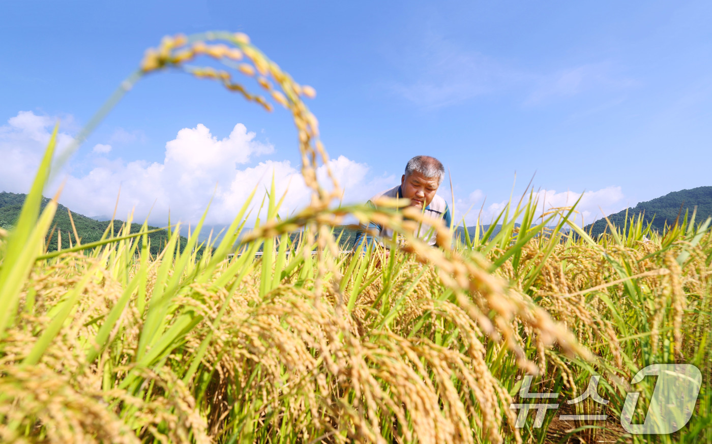 (서울=뉴스1) = 20일 경남 함양군 지곡면 덕암마을 들판에서 박철우씨가 폭염에도 잘 익어가는 벼를 돌보고 있다. (함양군 제공. 재판매 및 DB 금지) 2025.8.20/뉴스1 …