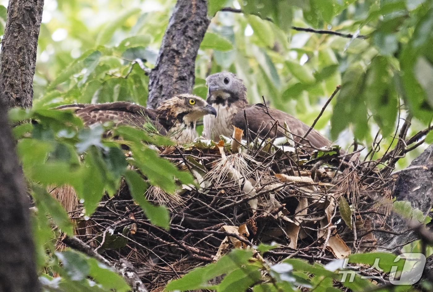 본문 이미지 - 양양생태사진연구회가 강원 양양 백두대간 일대에서 포착한 벌매와 번식 모습 &#40;양양군 제공, 재판매 및 DB 금지&#41; 2025.8.20/뉴스1
