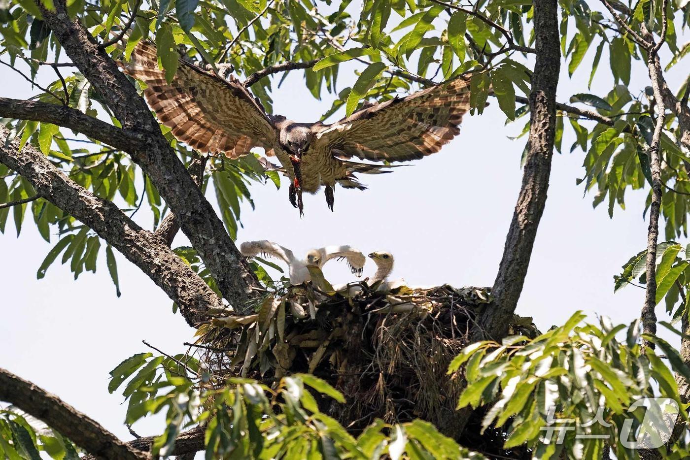 본문 이미지 - 양양생태사진연구회가 강원 양양 백두대간 일대에서 포착한 벌매와 번식 모습.&#40;양양군 제공, 재판매 및 DB 금지&#41; 2025.8.20/뉴스1