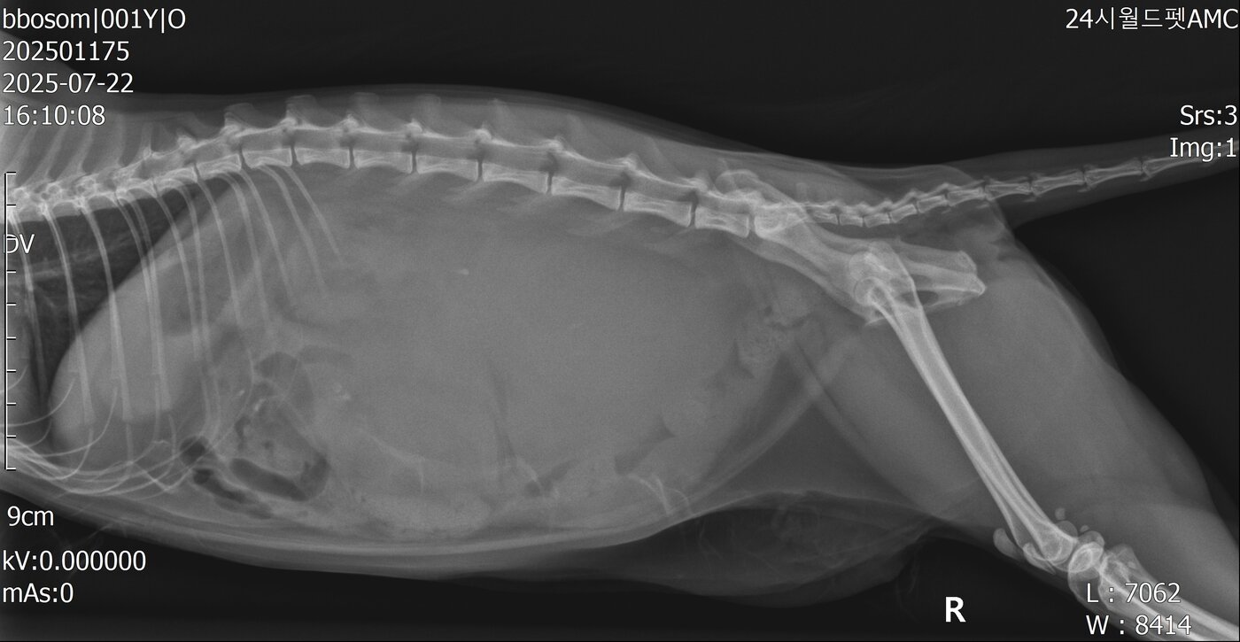 본문 이미지 - 뽀솜이는 신장 파열로 소변이 복강과 후복강까지 번져있던 상태였다&#40;월드펫동물메디컬센터 제공&#41;. ⓒ 뉴스1