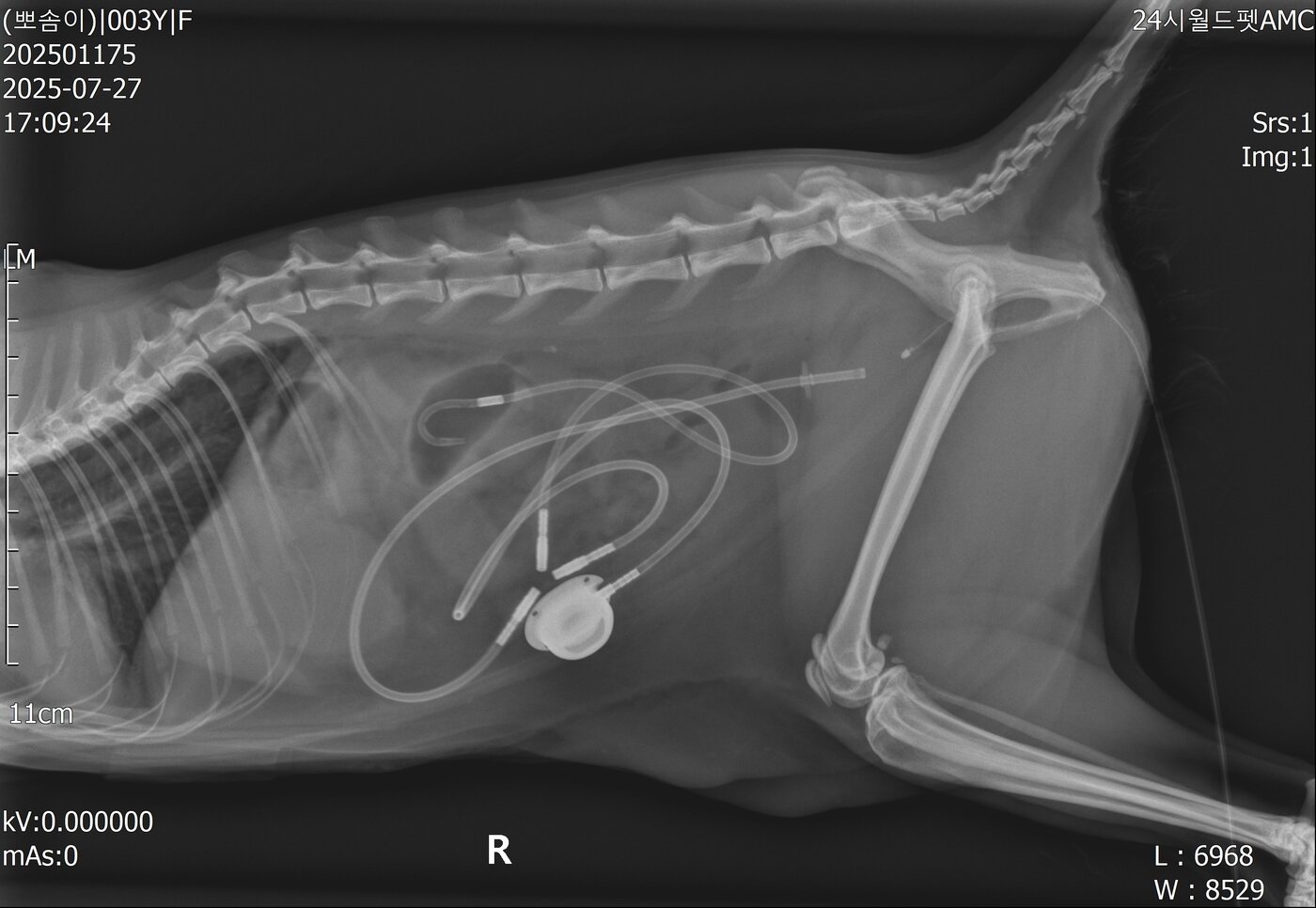 본문 이미지 - 인공 요관을 장착한 모습&#40;월드펫동물메디컬센터 제공&#41; ⓒ 뉴스1