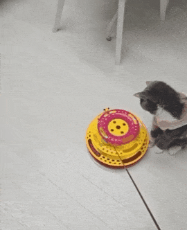 본문 이미지 - 퇴원 후 평범한 일상을 보내고 있는 뽀솜이&#40;보호자 제공&#41; ⓒ 뉴스1