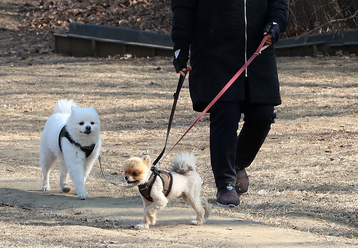 본문 이미지 - 지난 6월 충남 예산의 한 아파트에서 반려견 산책을 금지한 것처럼 여러 언론에서 보도했으나, 사실과 다르다는 지적이 제기됐다&#40;사진은 기사내용과 무관함&#41;. ⓒ 뉴스1 박세연 기자