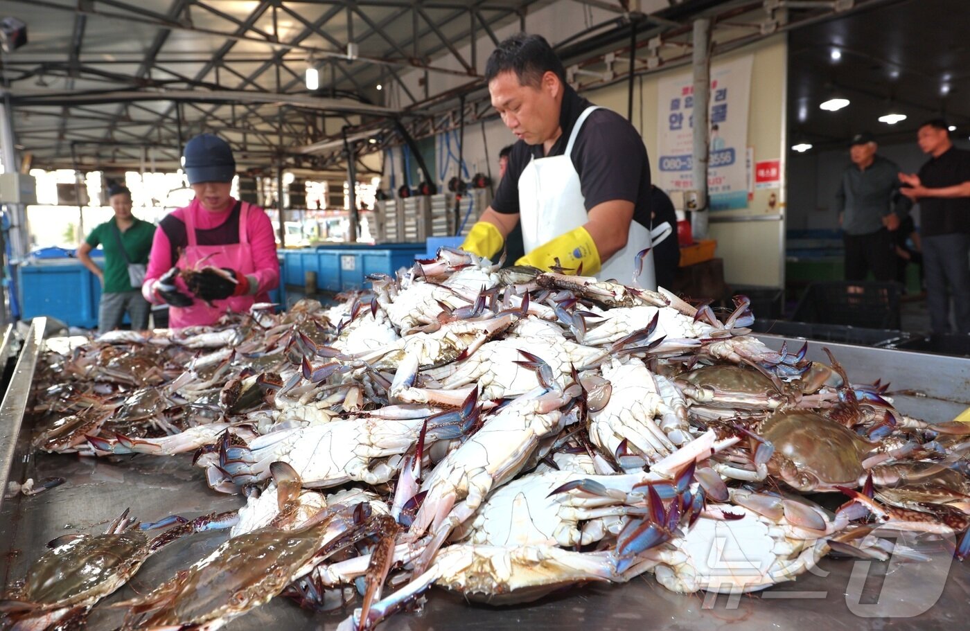 본문 이미지 - 태안군의 대표 꽃게 산지인 안면읍 백사장항에서는 금어기 해제일인 21일 0시부터 오전 8시까지 어선 30척이 바다로 나가 총 7톤 가량의 꽃게를 싣고 위판장으로 돌아오며 본격적인 꽃게잡이의 시작을 알렸다. &#40;태안군 제공. 재판매 및 DB금지&#41;2025.8.21/뉴스1 ⓒ News1 이동원 기자
