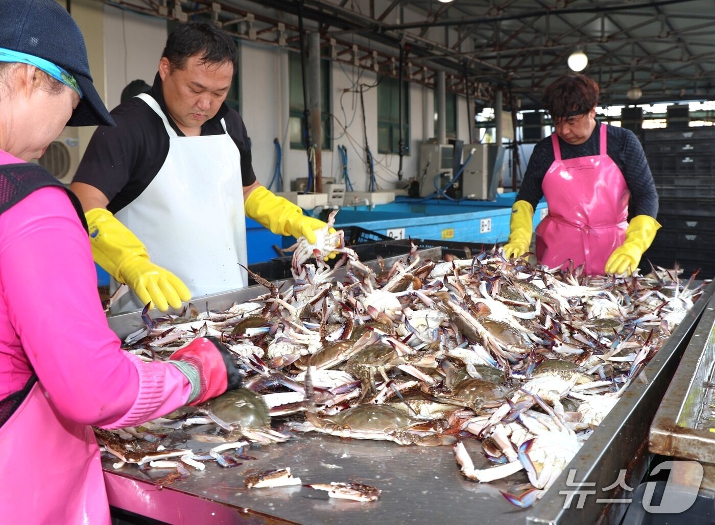 본문 이미지 - 21일 안면읍 백사장항 위판장의 꽃게 선별 모습(태안군 제공. 재판매 및 DB금지)2025.8.21/뉴스1