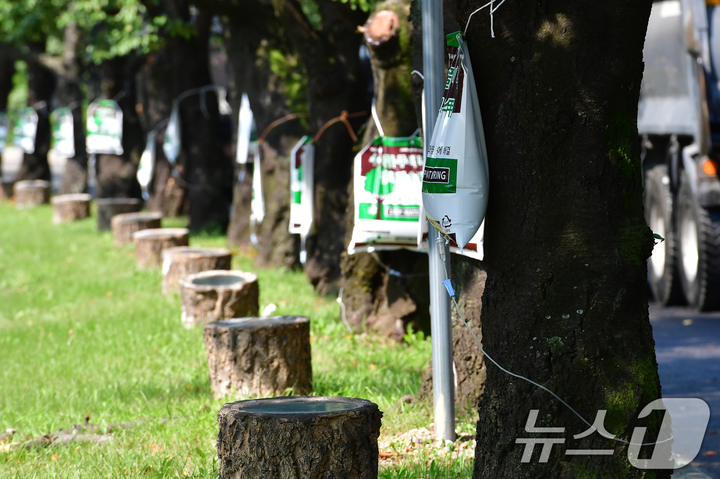 (경주=뉴스1) 최창호 기자 = 21일 경북 경주시 보문단지로 들어가는 입구에 있는 가로수에 물주머니가 매달려 있다.경주시는 오는 10월 말 경주에서 열리는 APEC 2025 정상 …