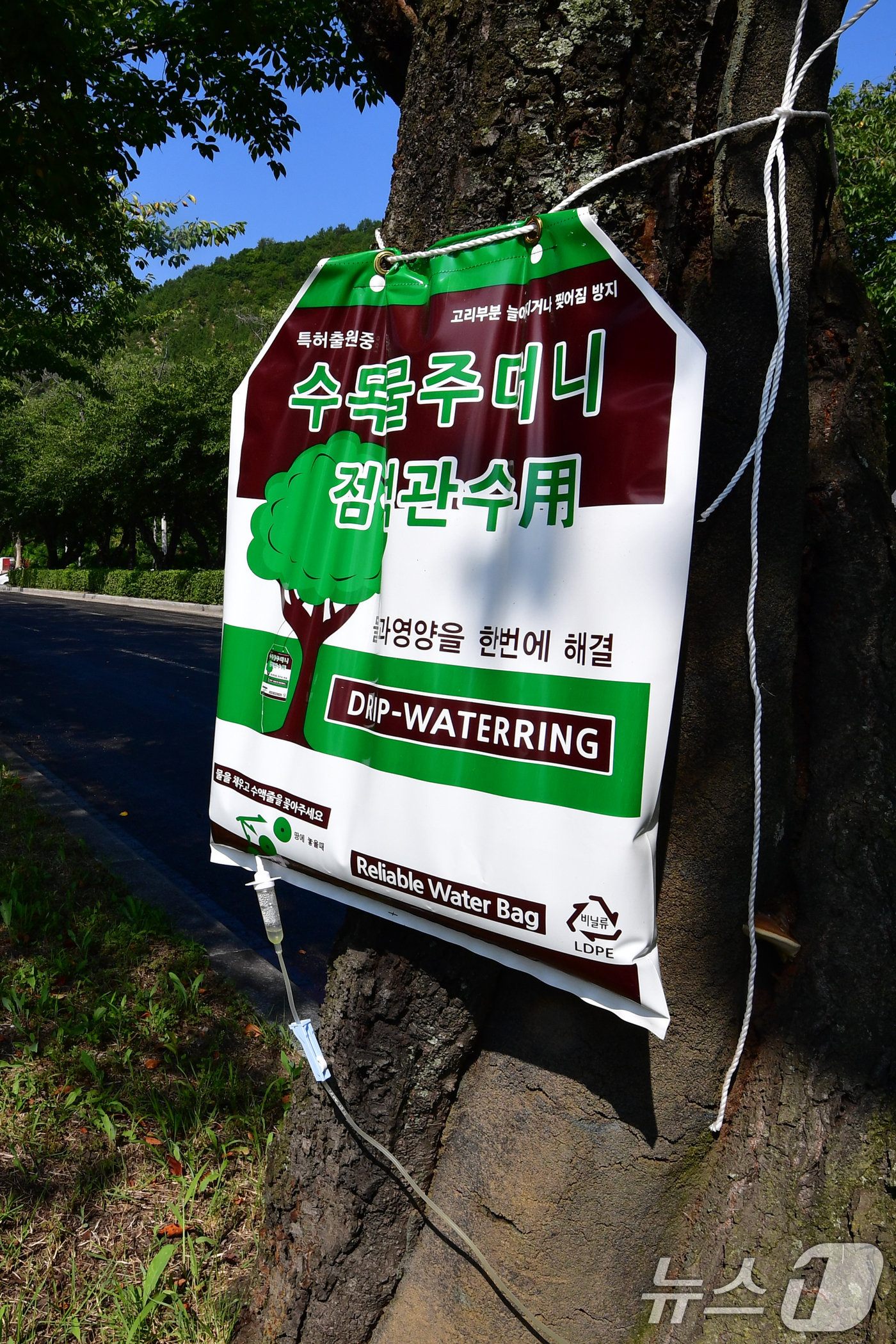 (경주=뉴스1) 최창호 기자 = 21일 경북 경주시 보문단지로 들어가는 입구에 있는 가로수에 물주머니가 매달려 있다.경주시는 오는 10월 말 경주에서 열리는 APEC 2025 정상 …