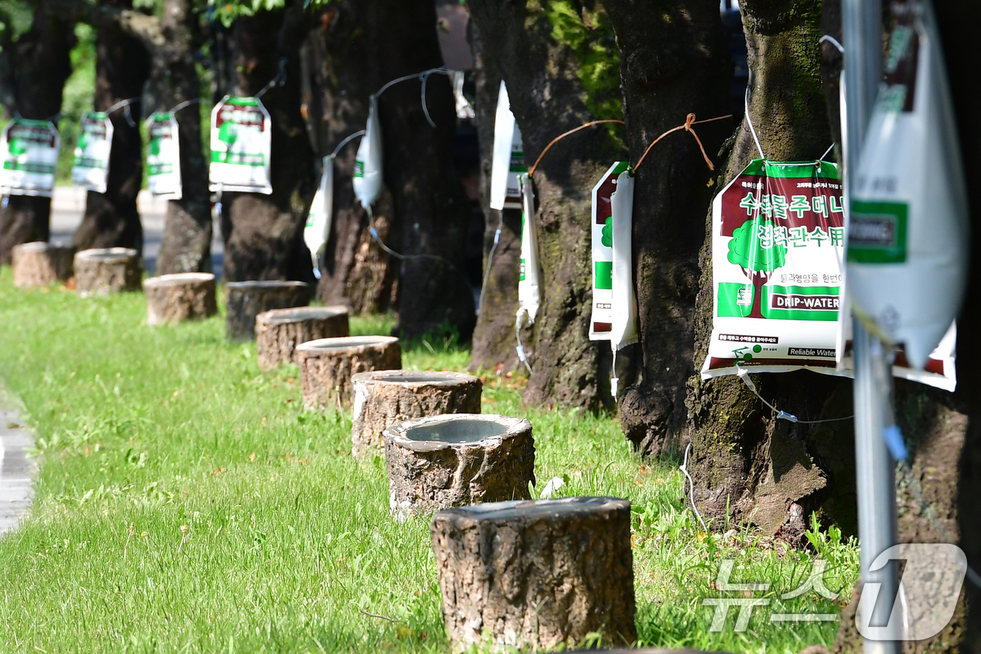 (경주=뉴스1) 최창호 기자 = 21일 경북 경주시 보문단지로 들어가는 입구에 있는 가로수에 물주머니가 매달려 있다.경주시는 오는 10월 말 경주에서 열리는 APEC 2025 정상 …