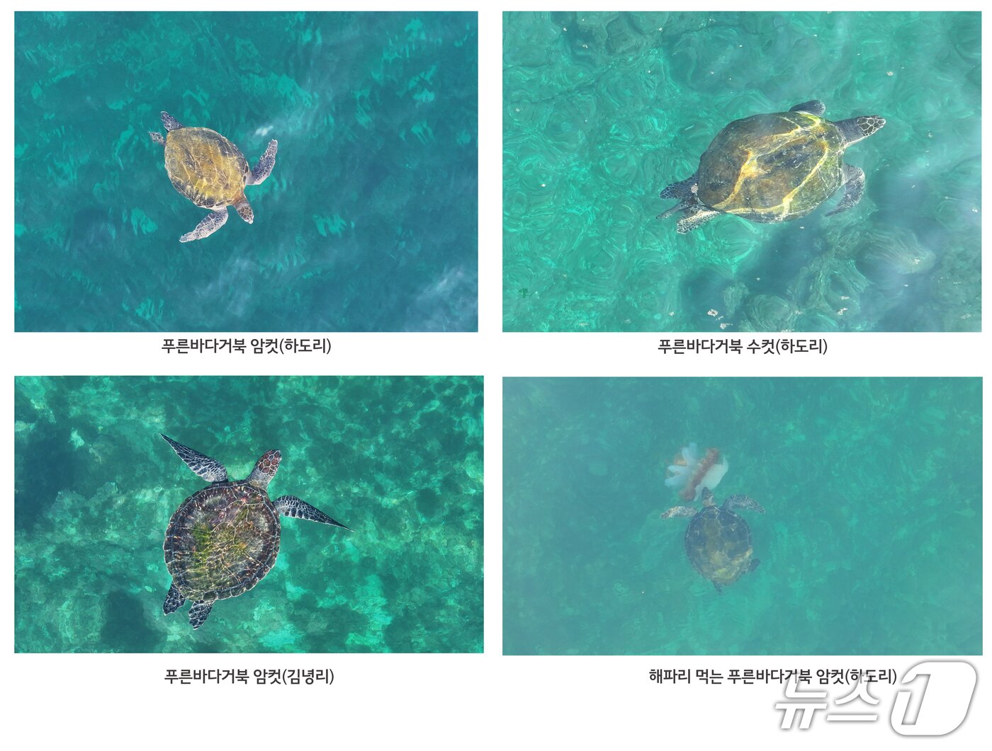 본문 이미지 - 지난 19~20일 제주시 구좌읍 앞바다에서 목격된 푸른바다거북이.(다큐제주 제공. 재판매 및 DB금지)