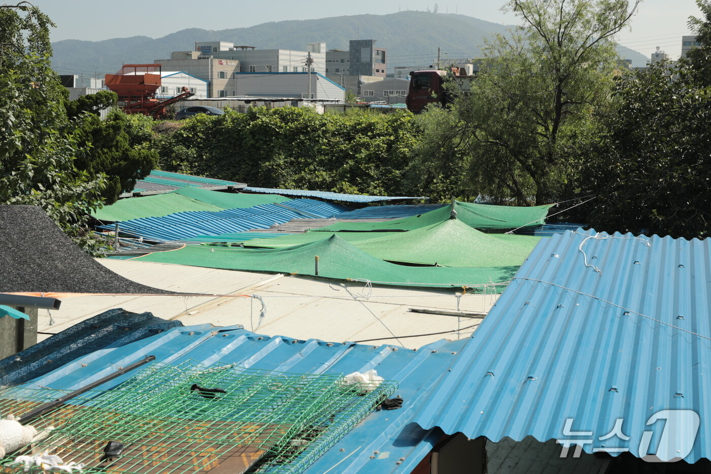 본문 이미지 - 21일 울산 북구의 사설 유기동물 보호소 지붕.2025.8.21./뉴스1 ⓒ News1 김세은 기자