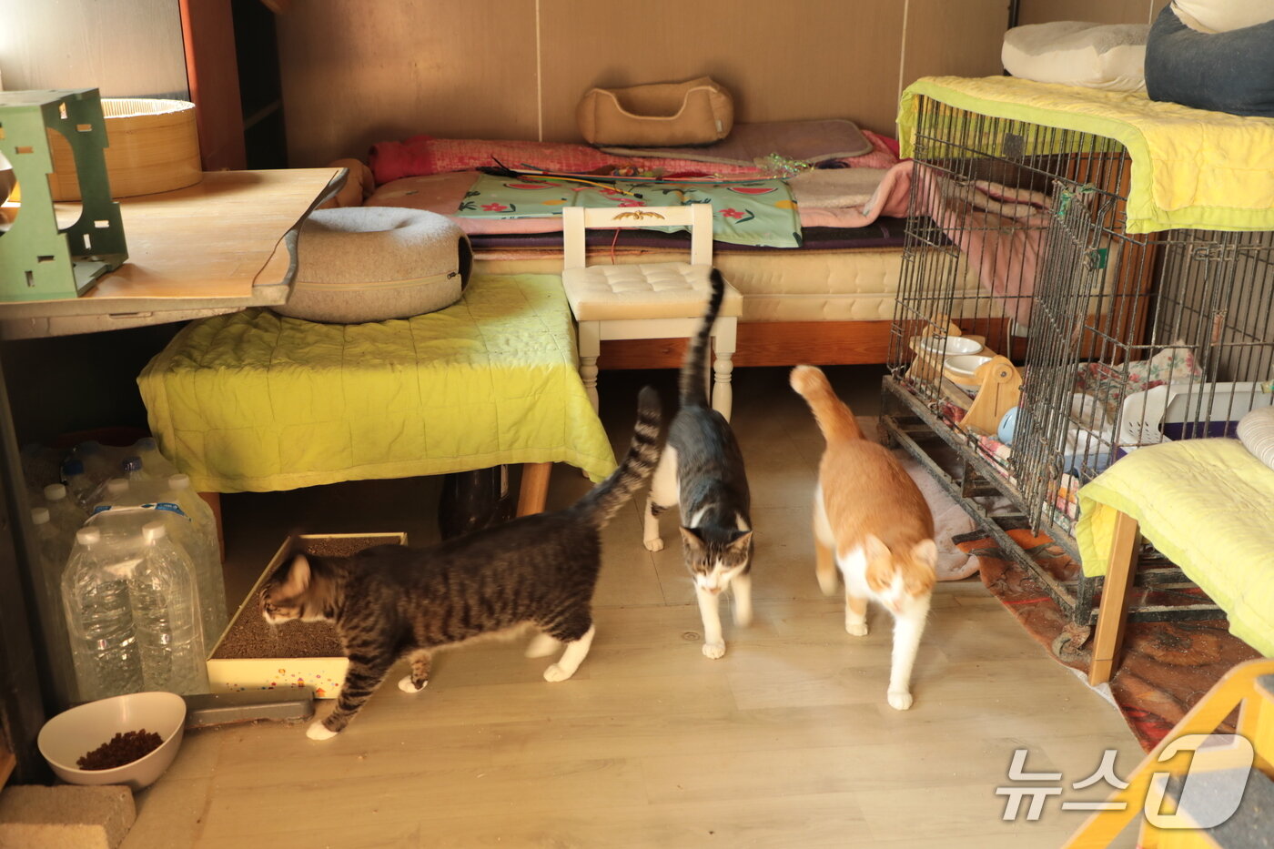 본문 이미지 - 21일 울산 북구의 사설 유기동물 보호소.2025.8.21./뉴스1 ⓒ News1 김세은 기자