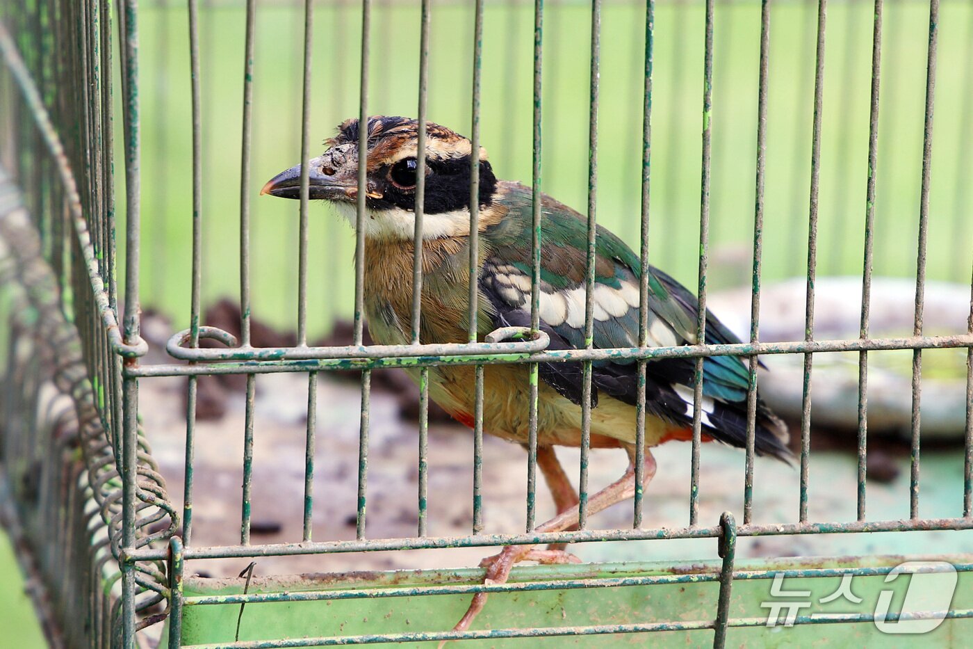 본문 이미지 - 지난 14일 밀양시 상남면 기산리에서 구조된 새끼 팔색조 모습.(밀양시의회 제공. 재판매 및 DB금지)