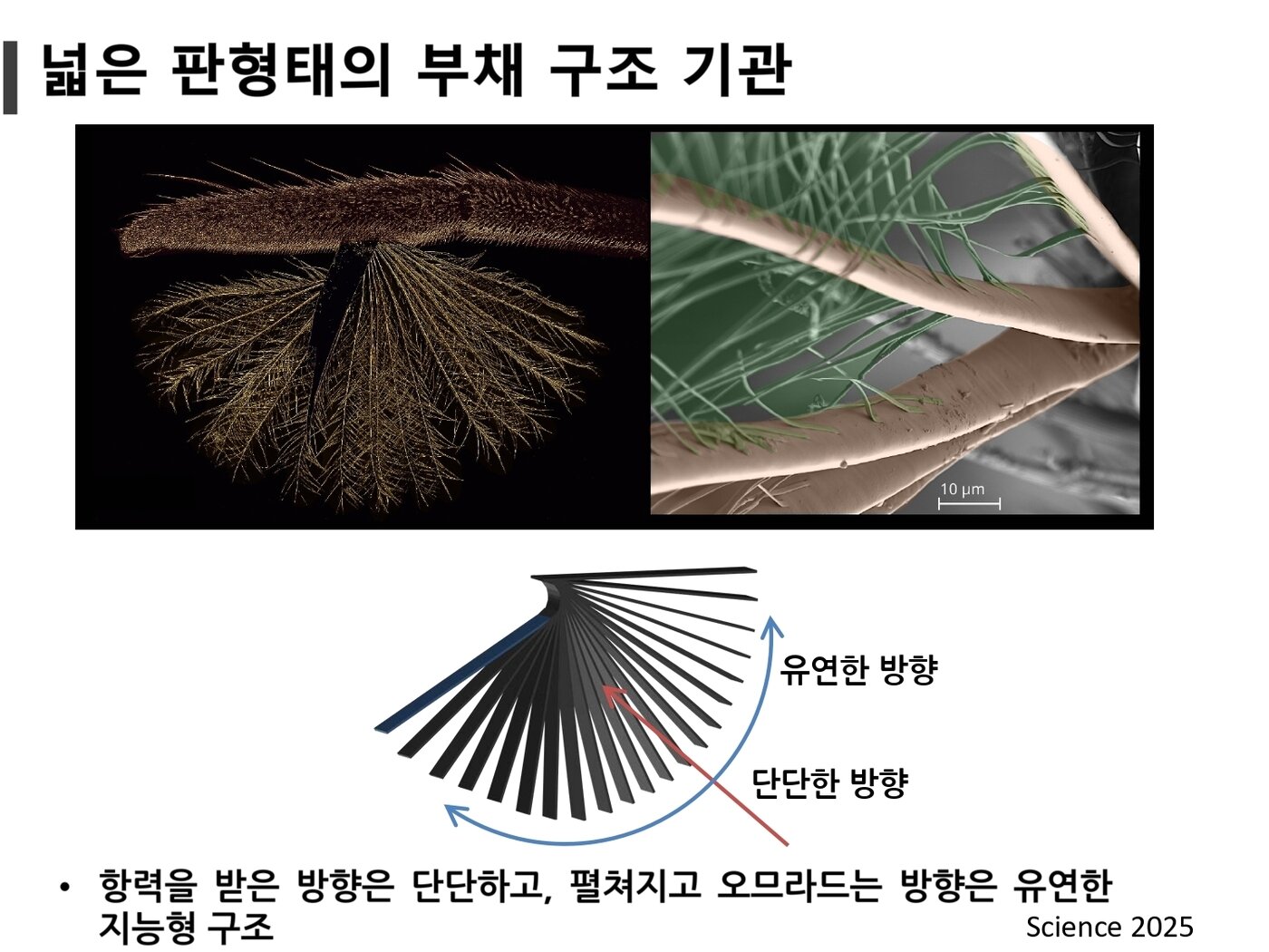 본문 이미지 - 부채다리 소금쟁이의 다리 끝 부채꼴 털이 펼쳐지는 원리(고제성 아주대 교수 제공)/뉴스1
