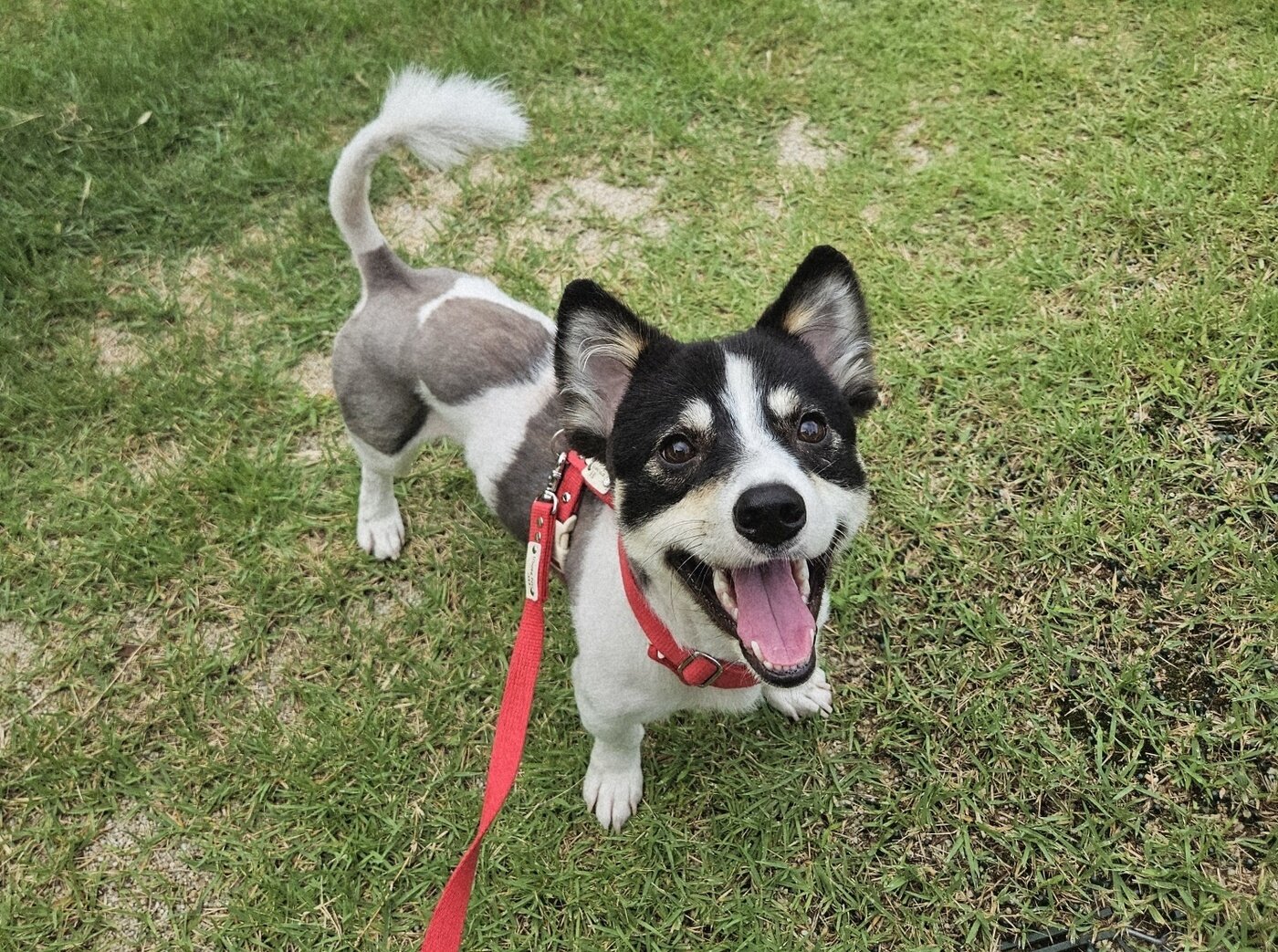 본문 이미지 - 동물과 함께 행복한 세상에서 보호 중인 &#39;빙고&#39;&#40;동행 제공&#41; ⓒ 뉴스1