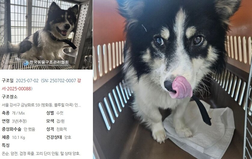 본문 이미지 - 구조 당시 빙고의 모습&#40;동행 제공&#41; ⓒ 뉴스1