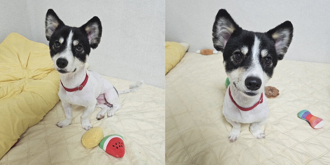 본문 이미지 - 짧은 다리와 네 눈박이 무늬, 몸에 비해 큰 얼굴은 빙고만의 개성이다&#40;동행 제공&#41;. ⓒ 뉴스1