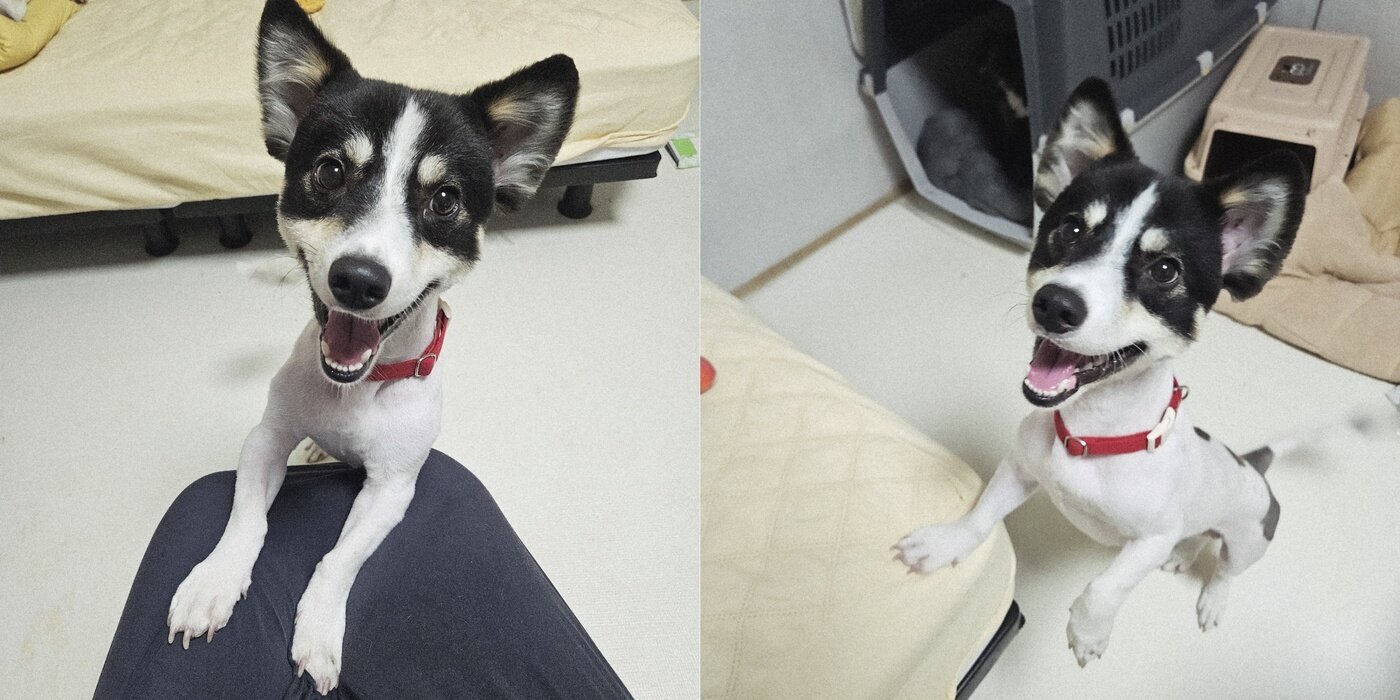 본문 이미지 - 빙고는 사람을 잘 따르고 다른 개들과도 잘 지내는 등 유순한 성격을 지녔다&#40;동행 제공&#41;. ⓒ 뉴스1