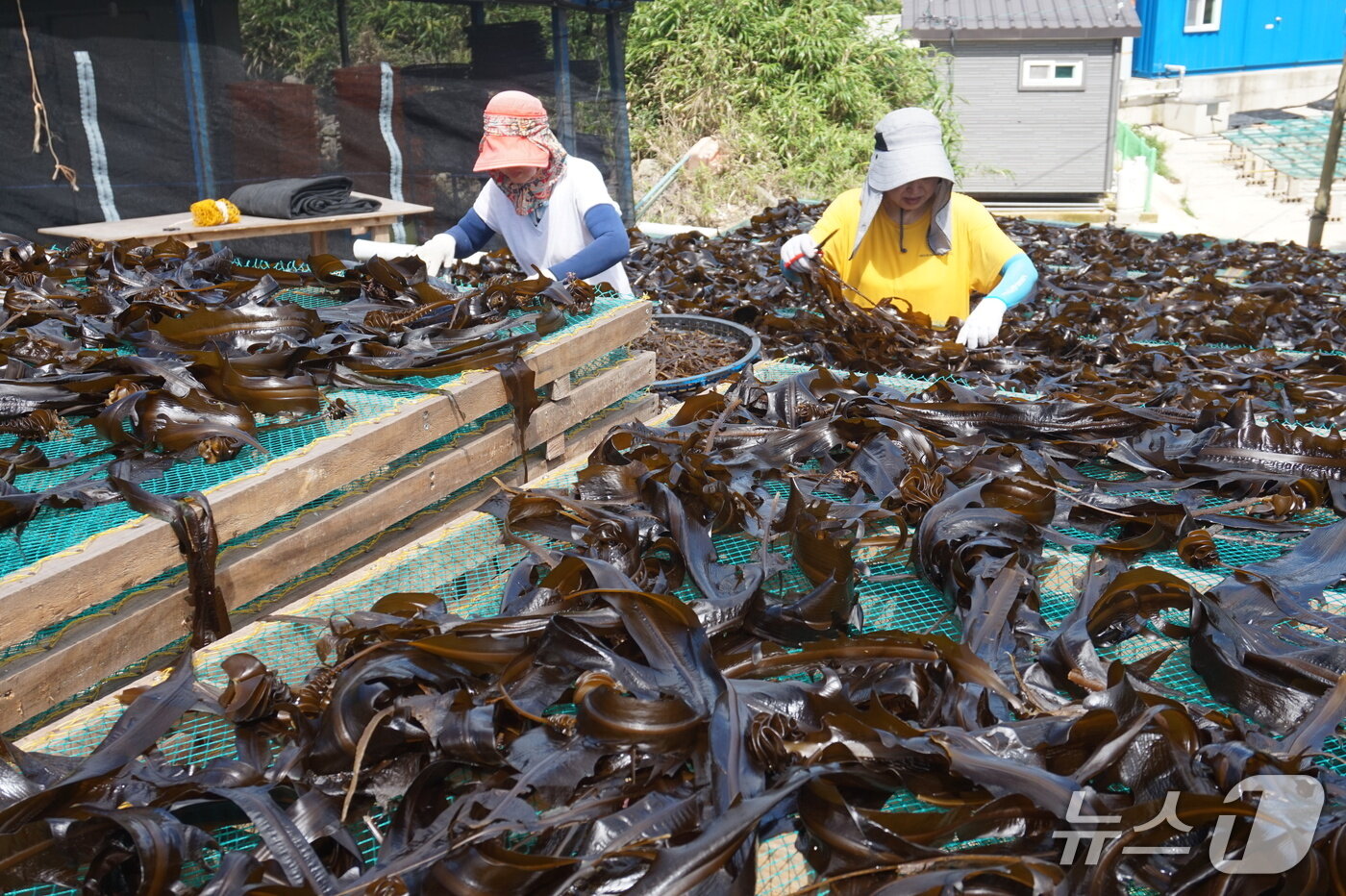 본문 이미지 - 돌미역 건조장면- 독거도에 홀로 거주하는 오빠의 미역 일손을 돕기 위해 휴가 내어 왔다는 조숙예&#40;61&#41;·미숙&#40;59&#41; 자매가 미역을 말리고 있다. 2025.8.22/뉴스1 ⓒ News1 조영석 기자 