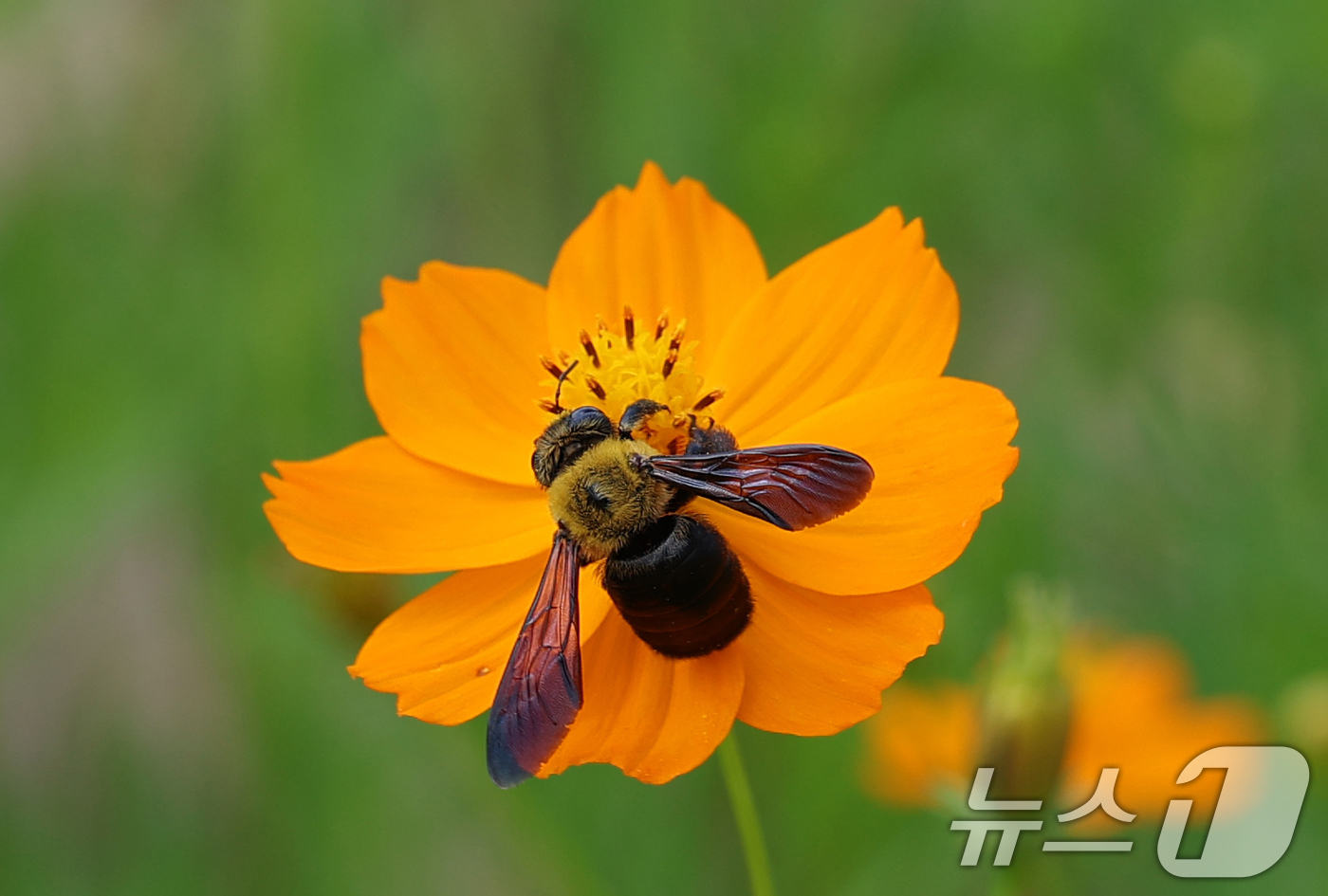 (수원=뉴스1) 김영운 기자 = 절기상 처서(處暑)를 하루 앞둔 22일 오후 경기 수원시 팔달구 화성행궁 인근에 핀 황화코스모스에 호박벌이 꿀을 따고 있다. 2025.8.22/뉴스 …